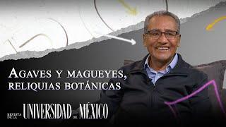 Revista de la Universidad | Agaves y magueyes, reliquias botánicas con Abisaí Josué García Mendoza