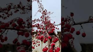 Боярышник. Crataegus