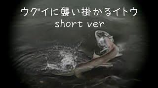 イトウ!産卵するウグイに襲い掛かるイトウ！short ver　朱鞠内湖前浜　2022年5月19日 Lake Shumarinai Taimen Fly Fishing in Hokkaido