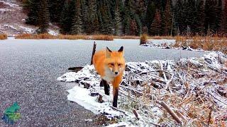 Fascinating footage of wolves and other wildlife in Minnesota