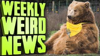 Major Scandal Hits Fat Bear Week?! - Weekly Weird News