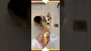 DO Apples Really Make Rabbits, Dogs, and Birds BEST FRIENDS? #rabbit #funnyanimals #dog #birds