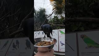 "Take Flight into Feathery Paradise: Where Every Bird’s a Superstar!" 