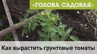 Голова садовая - Как вырастить грунтовые томаты