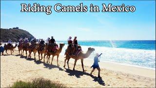 Camel Ride And Outback Adventure Excursion In Cabo San Lucas