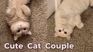 Cute Cat Couple's Daily Moments Adorable Cat Meowing Sound | meow__cash