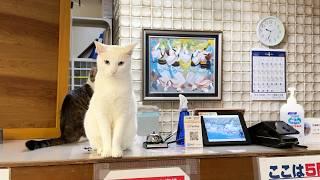 40 Cats!? Staying at Japan’s Amazing Cat Hotel with a Stunning Hot Spring