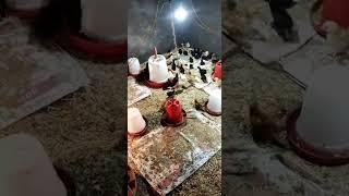 kadaknath Phagwara PB 36