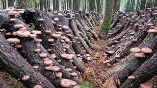 How Japanese Farming Millions of Shiitake Mushroom in Forest - Mountain Shiitake Mushroom Harvesting