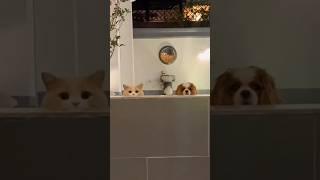 CATS AND DOGS FUNNY CUTE VIDEOS  382