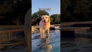 ️GOOD MORNING to all my favorite people. #puppy #cuteanimal #goldenretriever #shorts #viralshort