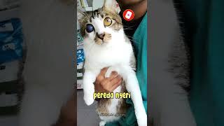 Apakah Selaput Putih pada Mata Kucing bisa Sembuh Sendiri? #shorts #kucing #kucinglucu #videoshorts