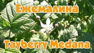 Ежемалина Tayberry Medana