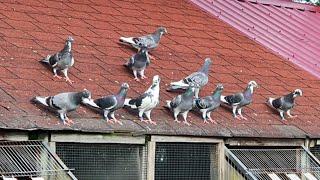 Pied racing pigeons| Extreme marathon