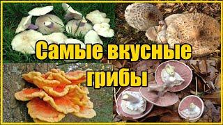 ВИДЫ ОСЕННИХ ГРИБОВ / ГДЕ И КАК СОБИРАТЬ