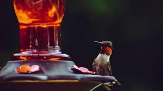 Soothing Ruby-throated Hummingbird Sounds to Attract Hummingbirds | Natural Bird Calls