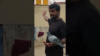 how train your pigeons #pigeon #petsworld #best #love #pigeontraining #karnapura