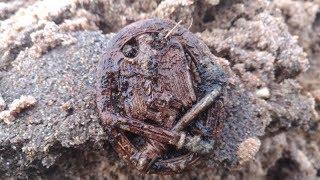 НЕ ЗРЯ поехал ШТОРМ/размыло СТАРУЮ ДОРОГУ/нашел НАГРАДУ/ww2 metal detecting/коп по войне/x-terra 705