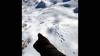 Yatacağın yer belli. Tavşan avı. Rabbit hunting, صيد الارنب, охота на кроликов Partridge hunting