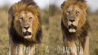 Lolparpit and Olbarnoti - Masai Mara lions 