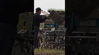 You can easily do 4 rows onion planting operation automatically #shorts #onionfarming #farmer