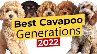 Best Cavapoo Generations: F1  F1B  F1BB  F2  F2B  F2BB  F3 2022