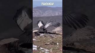 Andean Condor Released Back into Natural Habitat