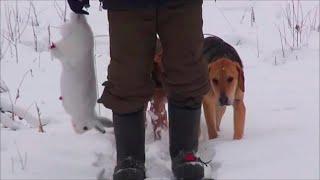 ЗИМНЯЯ ОХОТА НА ЗАЙЦА С РУССКИМИ ГОНЧИМИ -Свирель , Аргон и Майя 8 мес. вл. Шатров В.А.