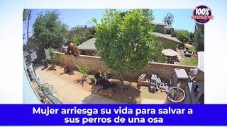 Mujer arriesga su vida para salvar a sus perros de una osa