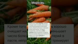 натуралка овощи и фрукты можно собаке? #питание#корма#собаки