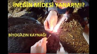 ineklerde mide gazı yanarmı?