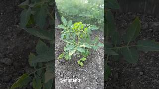 Главный пасынок на Томатах #томаты #помидоры #сад #дача #огород #урожай mlplants