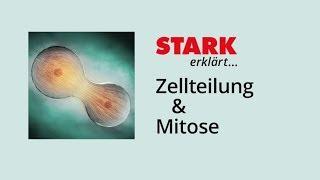 Zellzyklus und Mitose | STARK erklärt