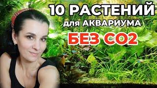 10 простых аквариумных растений без СО2. Часть I