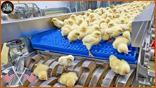 How Millions Of Chickens On The Hill Are Raised And Processing - Food Factory