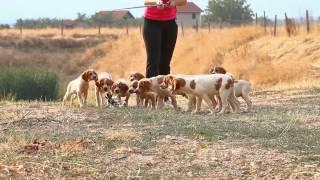 Epagneul breton - Top Heart kennel (full HD)