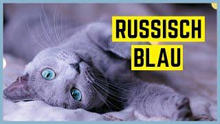 RUSSISCH BLAU KATZE - Charakter und Besonderheiten - Rasseportrait