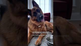 #germanshepherd #gsd #dog