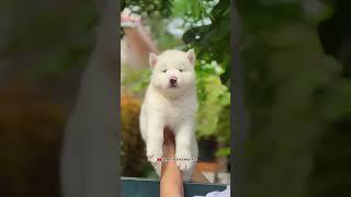 Pure snow white Siberian Husky wooly coat male female Puppy's #huskyowner #huskydoglovers #huskylove