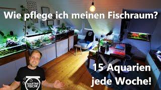 KOMPLETTE PFLEGEROUTINE - 15 Aquarien auf Dauer in Schuss halten!