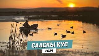 СААСКЫ КУС - 2024