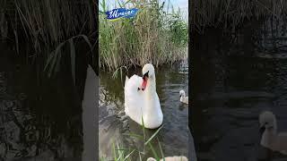 О так, ловиш собі карасика, а тут тобі така краса  та й ще з малечею. #shorts