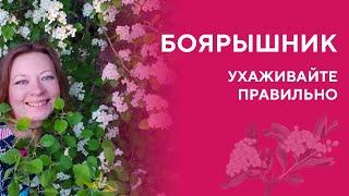 Боярышник. Особенности посадки и ухода