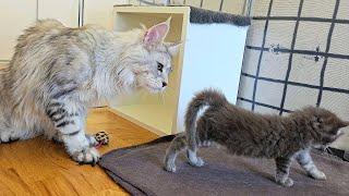 Maine Coon Galileo Meets Kittens For the First Time!