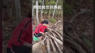 全红婵妈妈在柴堆里预祝婵宝7月新加坡世锦赛成功夺冠 quanhongchan mother wish  quan can win at Singapore diving tournament
