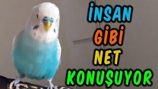 İNSAN GİBİ NET KONUŞAN MUHABBET KUŞU | 1 SAAT DİNLETİN SİZİN KUŞUNUZ DA KONUŞSUN