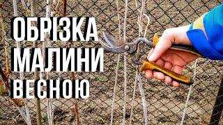 Обрізка малини весною. Як правильно обрізати малину. Як обрізати малину весною.