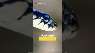 most dangerous snake dangeroussnake2. #snakebite3. #venomoussnake4. #poisonoussnake5. #scarysnake
