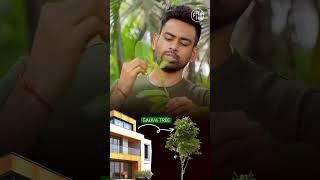 This is why Guava Leaves are Amazing for Oral Health #shortsbeta