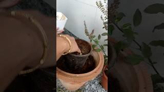 Grow Portulaca from cutting #growplants #gardeningtips #floweringplant